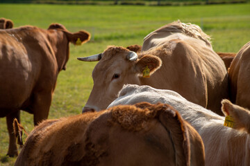 Brown cows on a meadow in September