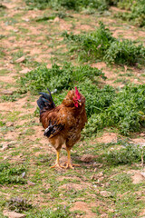 Agriculture. Beautiful, bright rooster close-up