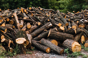 A large pile, a lot of sawn, felled logs lie in nature, at a sawmill.