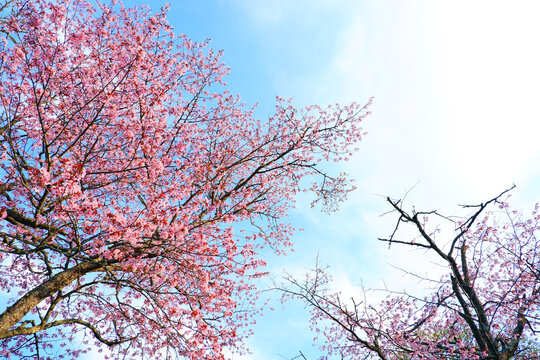 青空に映える満開の桜 煽り構図 日本の春