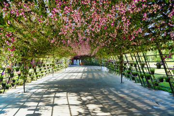 Flower tunnel walkway in Thailand during the day