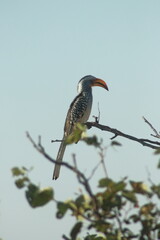 Southem yellow-billed hombil I 