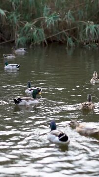 Slow motion, ducks swimming over the calm water of a river.