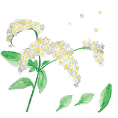 Watercolor hand painted nature floral set with white blossom heliotrope flowers on green branches and leaves collection composition isolated on the white background for design elements
