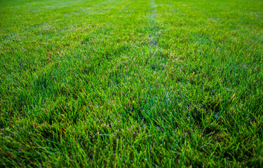Freshly cut lawn after lawn mower