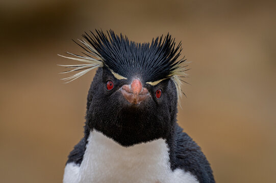 Rockhopper Penguin Portrait