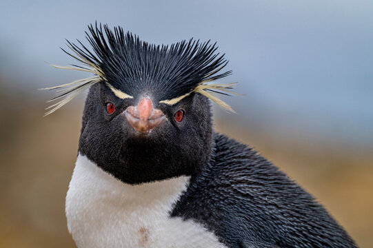 Penguin Magnum