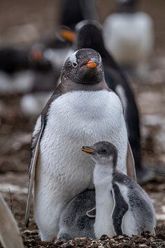 Baby Penguins