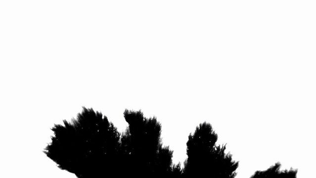 Ink Blot Blemish Leaking and Spreading over Paper in Black and White