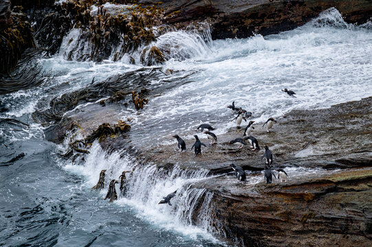 A waddle of rockhopper penguins