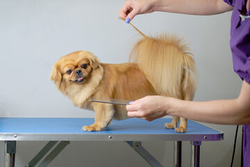 A female groomer holds the tail of a Shih tzu or Shih Tzu dog to show the quality of the dog's haircut