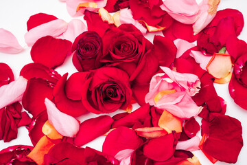 Photo of false roses and petals on a white background