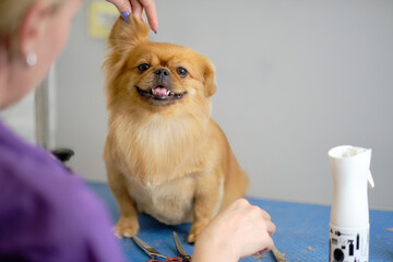 Shih Tzu or Shih Tzu dog during a haircut in an animal salon