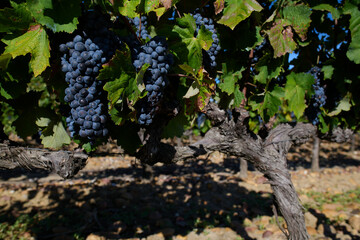 Naklejka premium Dojrzałe winogrona na plantacji winorośli, winnica, wino, słoneczny dzień.