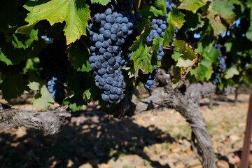 Fototapeta premium Dojrzałe winogrona na plantacji winorośli, winnica, wino, słoneczny dzień.