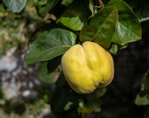 Close up of a quince fruit on a tree.