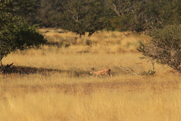 Steenbok landscape