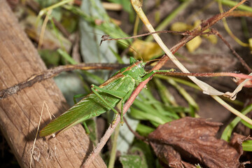 Fototapeta premium The green grasshopper, or ordinary grasshopper (lat. Tettigonia viridissima) - a species of insects from the family of True grasshoppers of the order orthoptera in the garden.