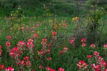 Texas wildflowers: Blue Bonnets, Indian Paint Brushes, Indian Blankets, Wine Cups, Thistles