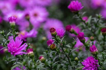 Fototapeta premium Symphyotrichum novi-belgii Almira blue flowering plant, beautiful summer autumn rich petal flowers in bloom
