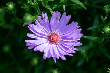 Symphyotrichum novi-belgii Almira blue flowering plant, beautiful summer autumn rich petal flowers in bloom
