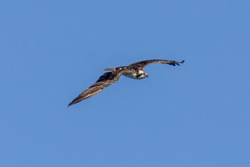 osprey in flight