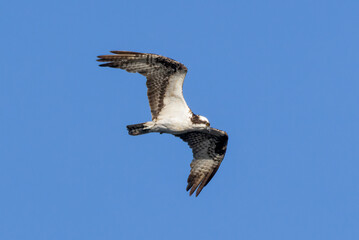 osprey in flight