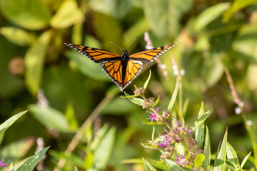 Fototapeta premium monarch butterfly on flower