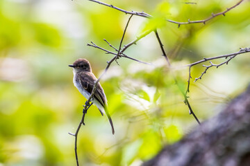 a bird on a branch