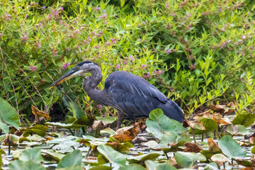 great blue heron
