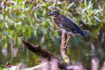 green heron