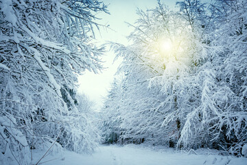 Winter landscape with white trees covered with snow .
