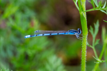 blue dragonfly on a green leaf