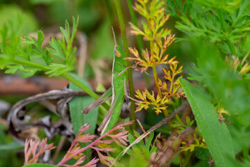 grass with dew drops
