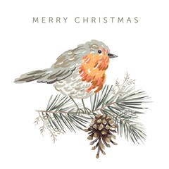 Christmas greeting card with robin bird, white background. Pine twigs, cone. Vector illustration. Forest nature. Poster design template. Winter Xmas holidays - 532540176