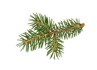 Fir tree branch. Pine branch.