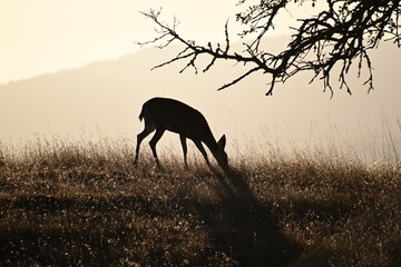 silhouette of a deer on a sunset