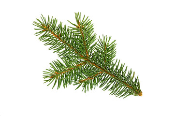 Fir tree branch. Pine branch.