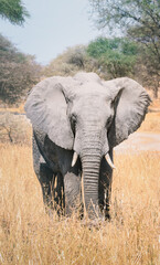 Fototapeta premium Vertical picture of an elephant walking in Africa. Ivory horns