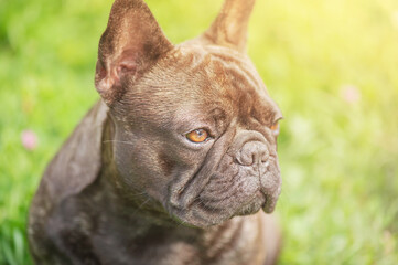 A young dog on a background of green grass. The dog is black and brindle of the French bulldog breed