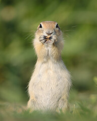 prairie dog eating