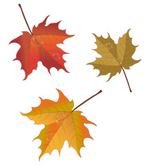 Obraz premium листик с каплей воды, leaf fall, autumn, morning race