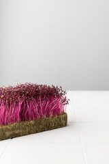 Fresh pink microgreens in a container on a white background