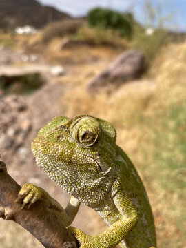 camale&oacute;n tuerto libre almer&iacute;a  IMG_8286-as22
