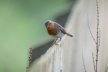 Robin standing in the middle of a fence.