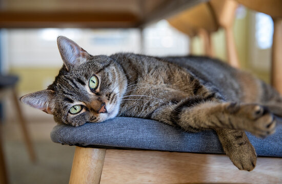 Tabby Cat Relaxing