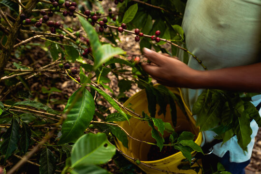 Male hands harvesting Coffee Beans