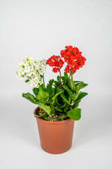 Plantas y flores en maceta 