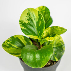 Plantas y flores en maceta 