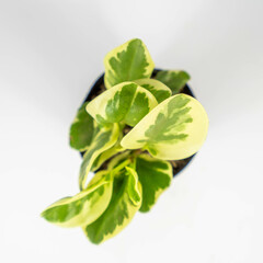 Plantas y flores en maceta 